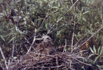 Everglade Snail Kite Chick in Nest, A by Unknown