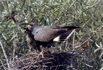 Male Everglade Snail Kite Feeds Chick in Nest, B by Unknown