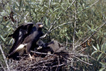 Male Everglade Snail Kite Feeds Chick in Nest, C by Unknown