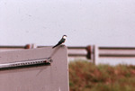 Bahama Swallow Sits on Road Sign in Cutler Ridge, Florida by P. William Smith