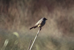Cassin’s Kingbird Perched on Stick at Loxahatchee National Wildlife Refuge, A by George F. Wagner