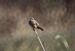 Cassin’s Kingbird Perched on Stick at Loxahatchee National Wildlife Refuge, B by George F. Wagner