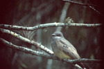 Cassin’s Kingbird Perched on Branch by Howard P. Langridge