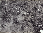 Killdeer Nest and Four Eggs in Trash Pile by Donald J. Nicholson