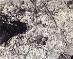 Killdeer Shell Nest on Island in Lake Okeechobee by Wray H. Nicholson