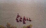Raft of Black-bellied Whistling-Ducks on Water, B by Jim Sampson