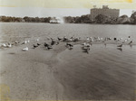 Black Skimmers Near Water in Lake Eola Park, B by Donald J. Nicholson