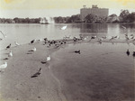 Black Skimmers Near Water in Lake Eola Park, C by Donald J. Nicholson