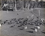 Pictorial History of the Black Skimmers in Orlando, Florida, B by Donald J. Nicholson