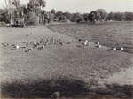 Pictorial History of the Black Skimmers in Orlando, Florida, G by Donald J. Nicholson