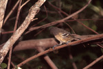 Thick-billed Vireo at Bill Baggs Cape Florida State Park, B by George F. Wagner