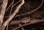 Thick-billed Vireo at Bill Baggs Cape Florida State Park, C by George F. Wagner