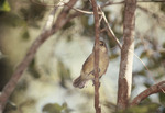 Thick-billed Vireo at Bill Baggs Cape Florida State Park, D by George F. Wagner