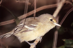 Thick-billed Vireo at Bill Baggs Cape Florida State Park, E by George F. Wagner