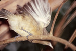 Thick-billed Vireo at Bill Baggs Cape Florida State Park, G by George F. Wagner