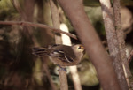 Thick-billed Vireo at Bill Baggs Cape Florida State Park, I by George F. Wagner
