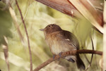 Thick-billed Vireo at Bill Baggs Cape Florida State Park, J by George F. Wagner
