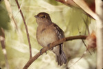 Thick-billed Vireo at Bill Baggs Cape Florida State Park, K by George F. Wagner