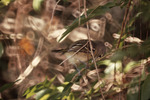 Thick-billed Vireo at Bill Baggs Cape Florida State Park, L by George F. Wagner