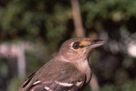 Close-up of Thick-billed Vireo on Hypoluxo Island by Duncan S. Evered and Lyla R. Messick