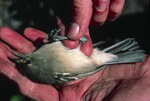 Thick-billed Vireo Held in Two Hands on Hypoluxo Island by Duncan S. Evered and Lyla R. Messick