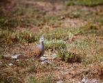 Figure 1, European Turtle Dove on Lower Matecumbe Key by Wayne Hoffman and Richard Sawicki
