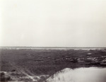 Willet Territory in St. Augustine, A by Donald J. Nicholson