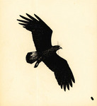 Correspondence: Joey Sacco, Bird in Pen FFN Cover Art, November 1977