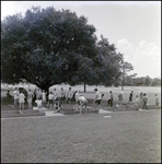 Children Playing Box Hockey at Brandon Sports and Aquatic Center, Brandon, Florida, B by Skip Gandy