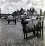 Horses Grazing in a Field Next to Houses, B by Skip Gandy