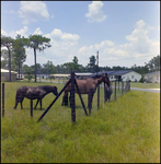 Horses Grazing in a Field Next to Houses, C by Skip Gandy