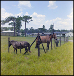 Horses Grazing in a Field Next to Houses, D by Skip Gandy