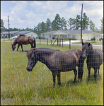 Horses Grazing in a Field Next to Houses, E by Skip Gandy