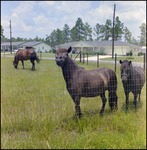 Horses Grazing in a Field Next to Houses, F by Skip Gandy