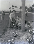 Men Planting Bougainvillea around a Palm Tree by Skip Gandy