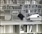 A Girl Works at a Desk in the Library at Berkeley Preparatory School in Tampa, Florida by Skip Gandy