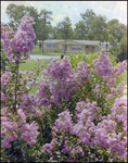 Lush Garden With Pink Crape Myrtle Shrubs in Beverly Hills, Florida, C by Skip Gandy