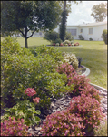 Lush Yard With Begonia Bushes in Beverly Hills, Florida, A by Skip Gandy