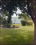 Lush Yard With Begonia Bushes in Beverly Hills, Florida, B by Skip Gandy