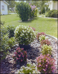 Lush Yard With Begonia Bushes in Beverly Hills, Florida, C by Skip Gandy