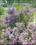 Lush Garden With Pink Crape Myrtle Shrubs in Beverly Hills, Florida, D by Skip Gandy