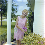 Woman Tends to Purple Bougainvillea Shrub in Beverly Hills, Florida, A by Skip Gandy