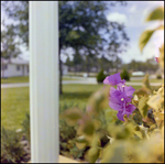 Purple Bougainvillea Flowers on Patio in Beverly Hills, Florida by Skip Gandy