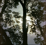 Sunlight Seeps Through Trees in Beverly Hills, Florida, A by Skip Gandy