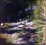 Ducks Swim in Small Creek in Beverly Hills, Florida by Skip Gandy