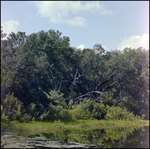 Patch of Trees and Lakeside Vegetation in Beverly Hills, Florida, A by Skip Gandy