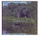 Duck Perches on Wooden Dock in Beverly Hills, Florida, C by Skip Gandy