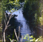 Fish Lurk in a Creek in Beverly Hills, Florida, B by Skip Gandy