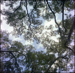 Sunlight Seeps Through Trees in Beverly Hills, Florida, C by Skip Gandy