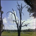 Dead Tree Peers Over a Lake in Beverly Hills, Florida by Skip Gandy